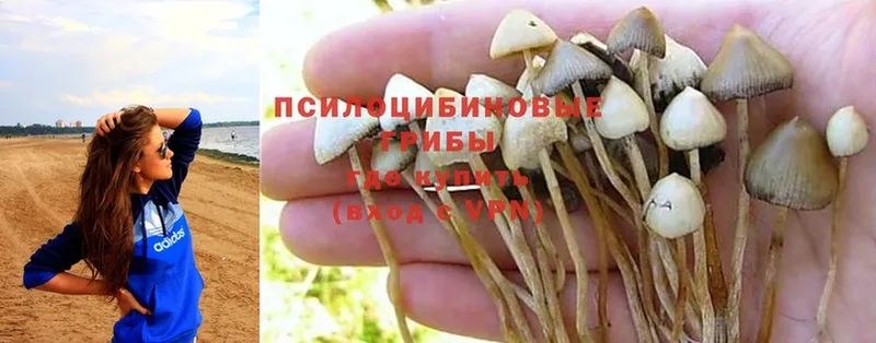 Галлюциногенные грибы Psilocybine cubensis  купить   Кущёвская 